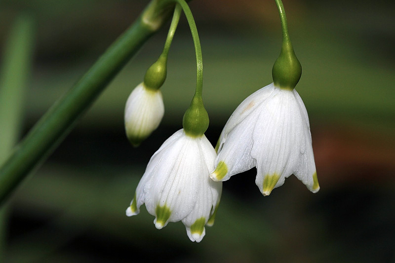 Leucojum aestivum L. subsp. aestivum